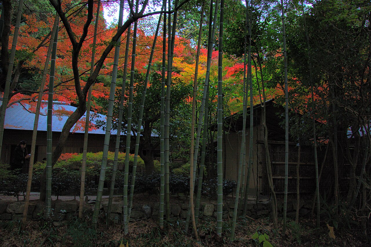 kyoto philosophy path viewpoint