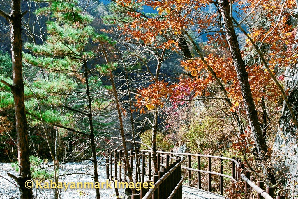 calm nature korea autumn