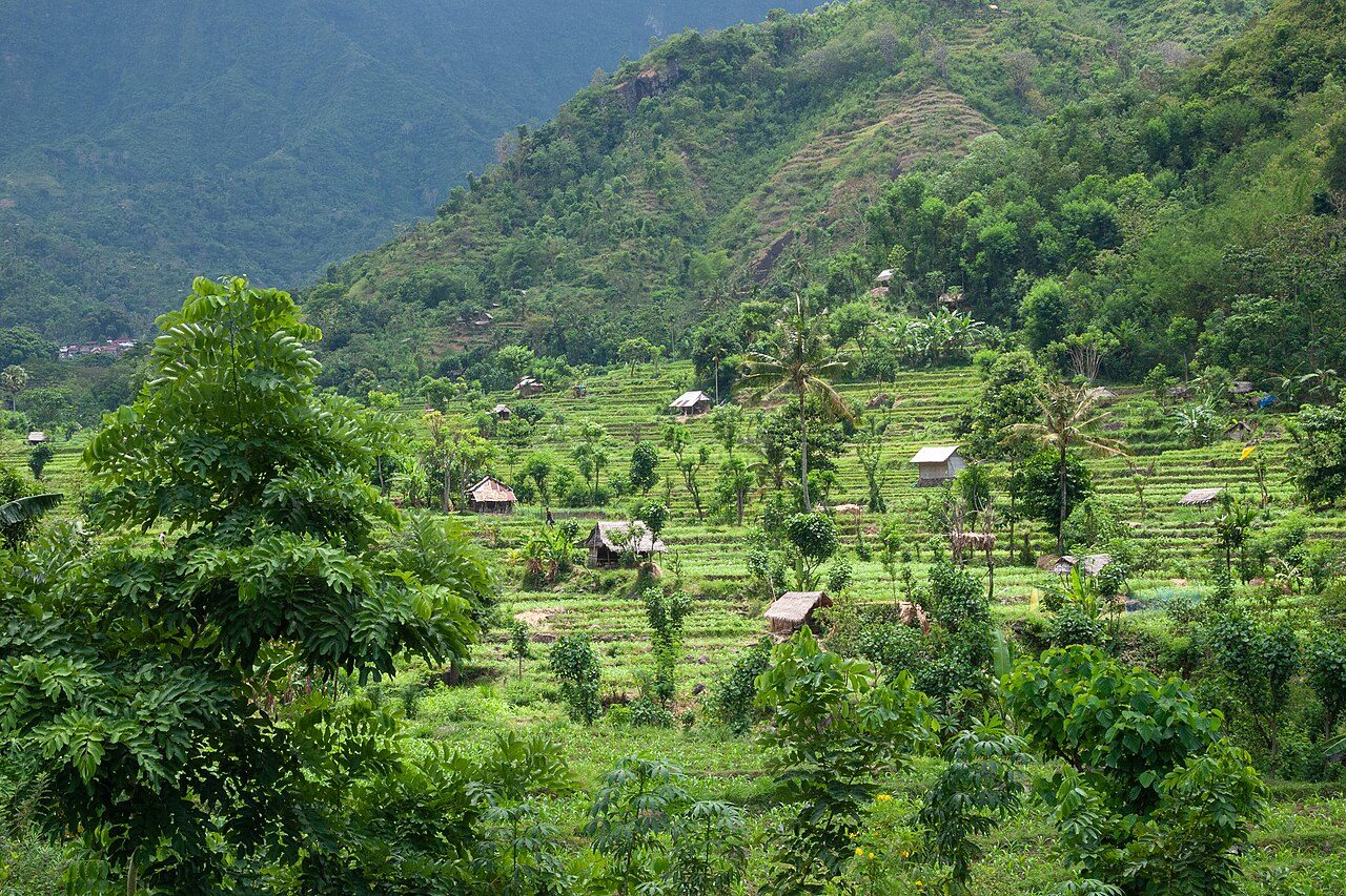 Bali rice terrace landscape