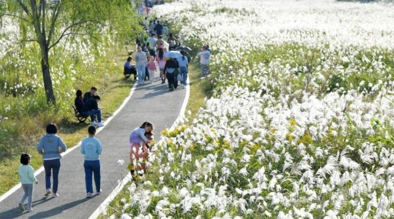 2026 광주서창억새축제 자연힐링 무료축제