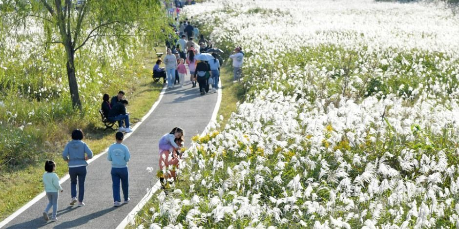 2026 광주서창억새축제 자연힐링 무료축제